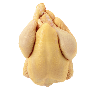 Coquelet jaune 500/550 x1pcs